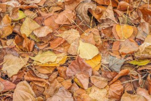 why sandstone gets dirty #2 debris